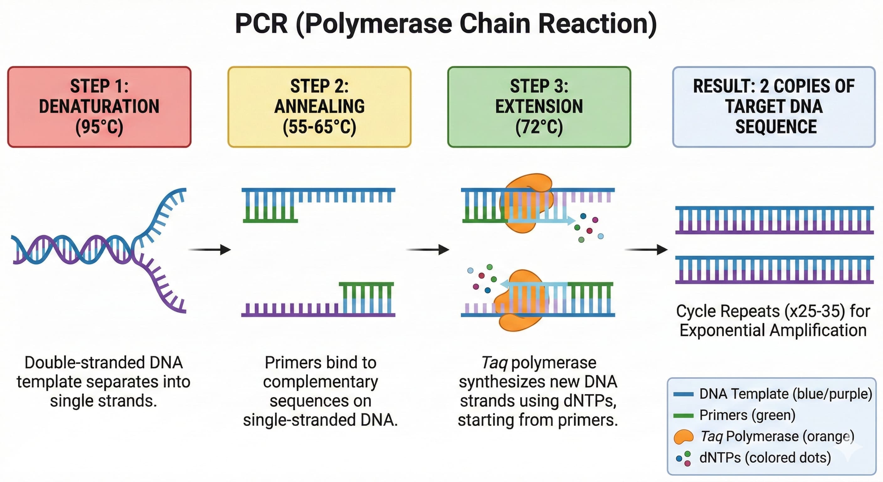 PCRの原理